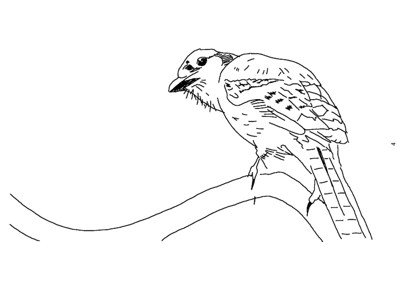 Bluebird Traced on Kindle Scribe